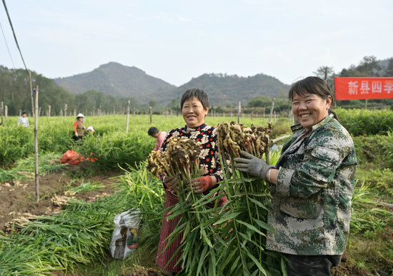 信阳市新县:小黄姜喜获丰收 “金疙瘩”铺就振兴路_fororder_在金兰山街道小黄姜种植基地,小黄姜喜获丰收(焦汉平 摄)