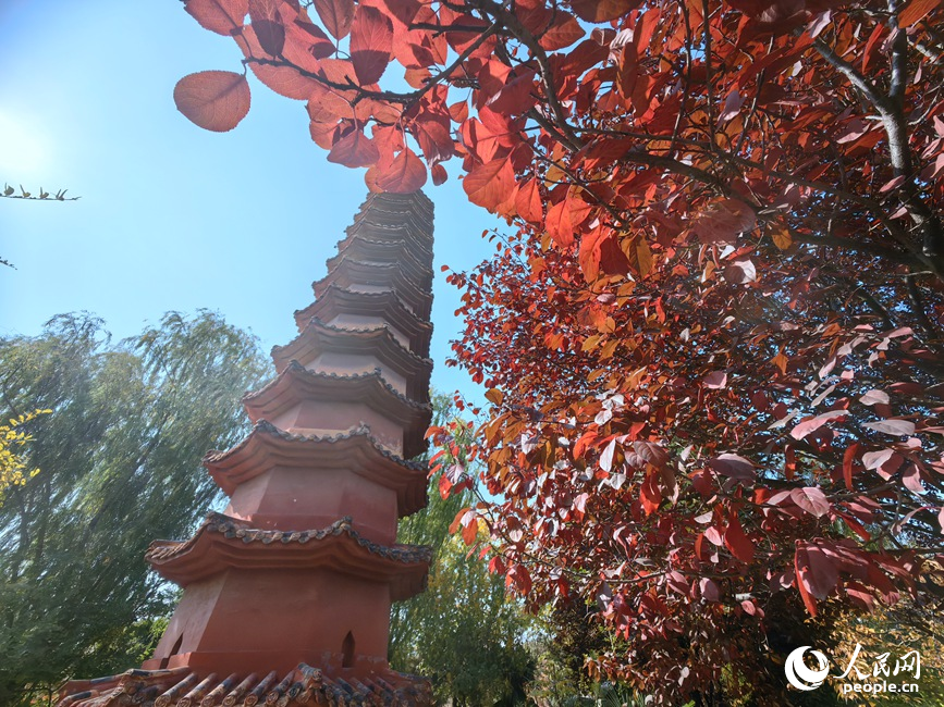 红黄交织美景 河南郑州赏秋正当时