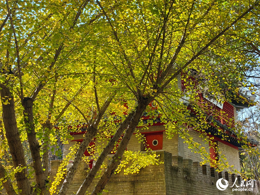 红黄交织美景 河南郑州赏秋正当时