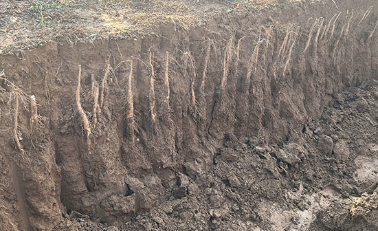 张宝山第三届霜降铁棍山药采挖仪式举行_fororder_新鲜待挖的山药