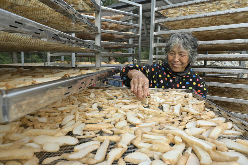 信阳市新县:林下“生金” 天麻成富民“金钥匙”_fororder_把切好的天麻放进晒网中晾晒(焦汉平 摄)