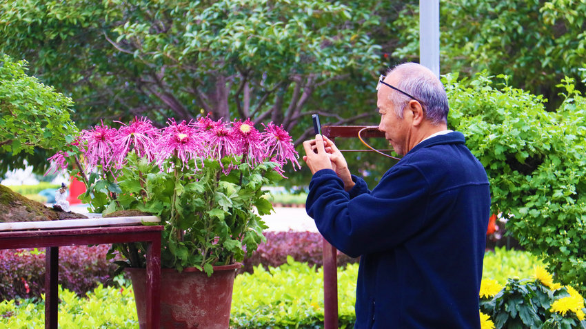 南阳市新野县:以菊为媒绘就农文旅融合新图景_fororder_市民在打卡拍照 摄影 王小军.JPG