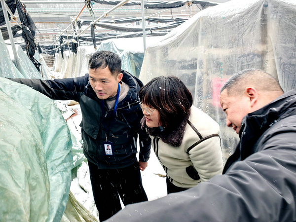 南阳西峡寨根乡:全链条监督守护富民产业_fororder_寨根乡纪委工作人员走访菇农 摄影 马驰航