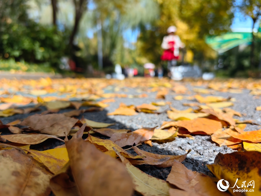 红黄交织美景 河南郑州赏秋正当时