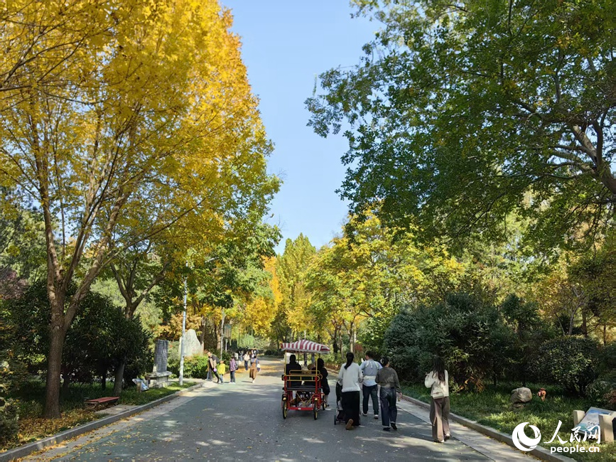 红黄交织美景 河南郑州赏秋正当时