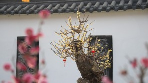 河南鄢陵：二梅花开香九州