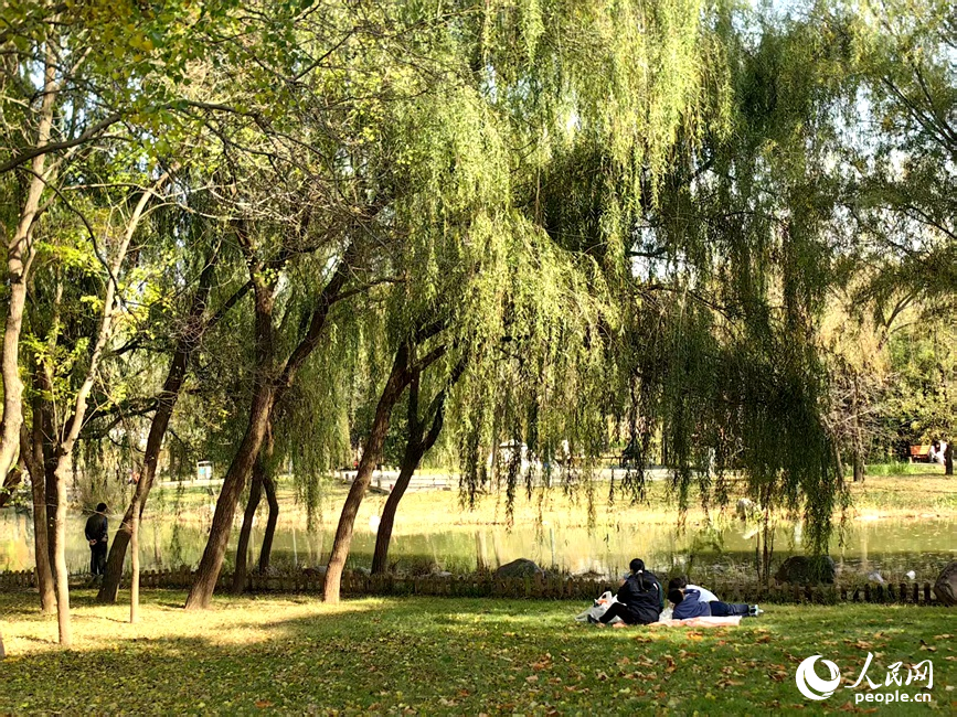 红黄交织美景 河南郑州赏秋正当时