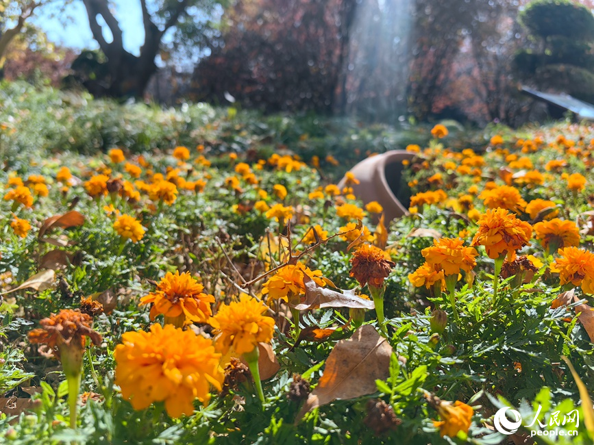 红黄交织美景 河南郑州赏秋正当时
