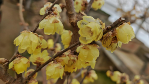 金梅映雪 香约鄢陵 第十二届中国·鄢陵蜡梅梅花文化节开幕