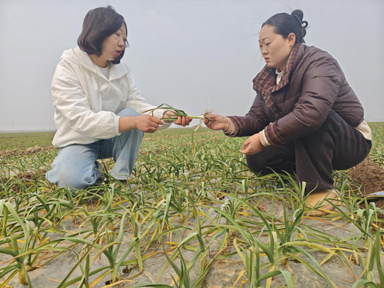 开封杞县:一缕蒜香飘千里 “非遗糖蒜”俏四方_fororder_图片4