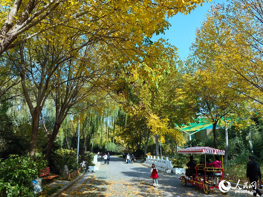 红黄交织美景 河南郑州赏秋正当时
