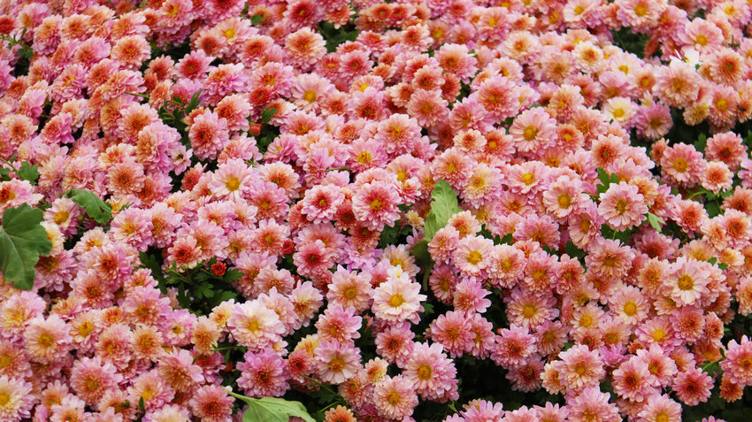 南阳市新野县:以菊为媒绘就农文旅融合新图景_fororder_盛开的菊花 摄影 王小军.JPG