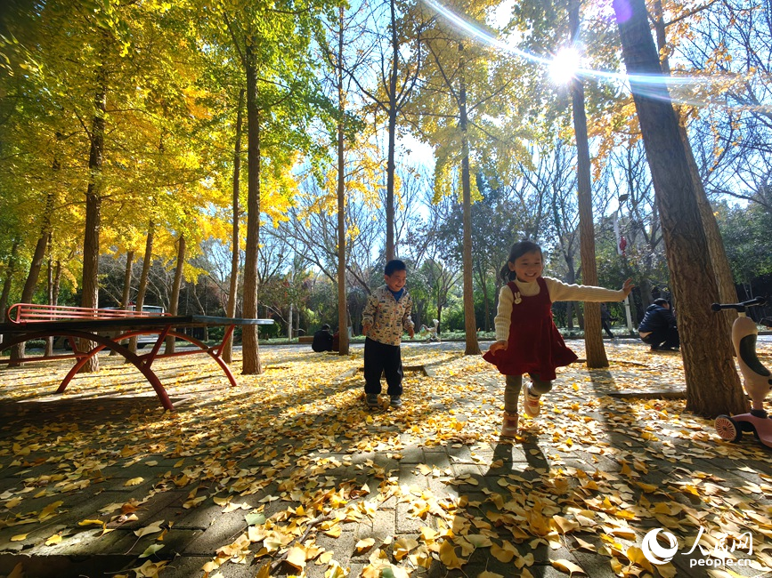 红黄交织美景 河南郑州赏秋正当时