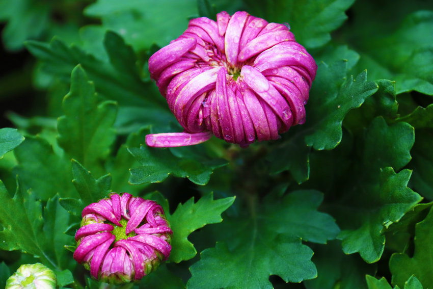 南阳市新野县:以菊为媒绘就农文旅融合新图景_fororder_含苞待放的菊花 摄影 王小军.JPG