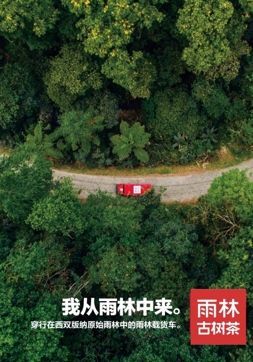 雨林古茶坊老班章告诉你,好熟茶究竟什么样的