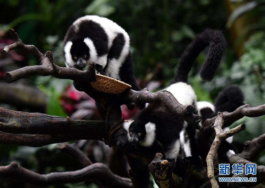 广州：斑狐猴三胞胎正式与游客见面
