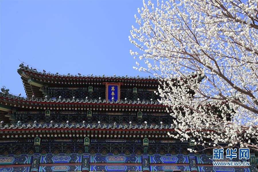 北京：桃花扮美三月天