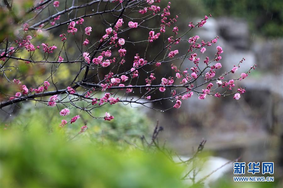 山东：春雨润花