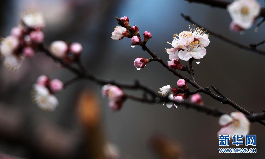 山东：春雨润花