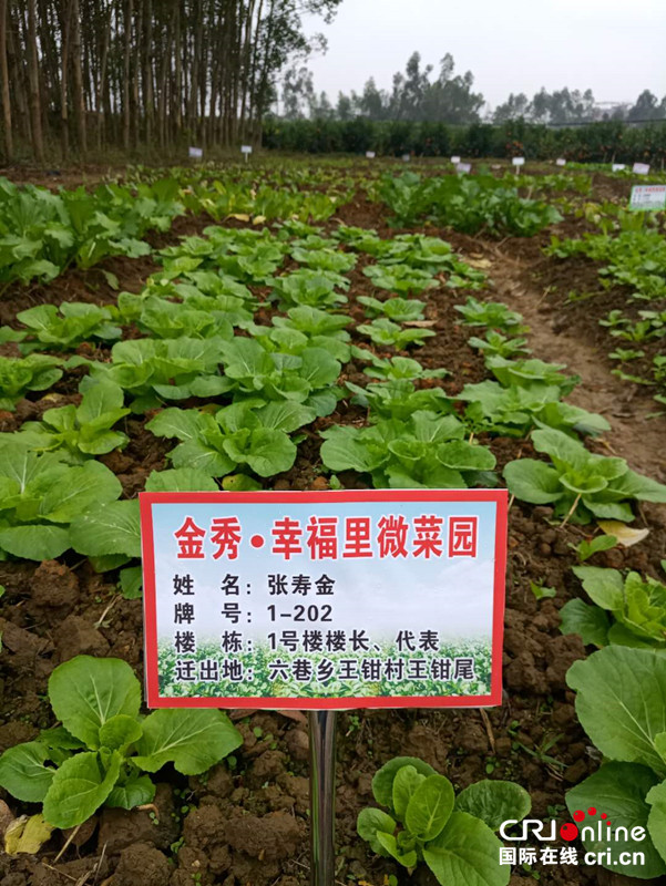 【唐已审】【供稿】来宾市金秀县:搬迁户有了“微菜园”安家更幸福 【唐已审】【供稿】来宾市金秀县:搬迁户有了“微菜园”安家更幸福