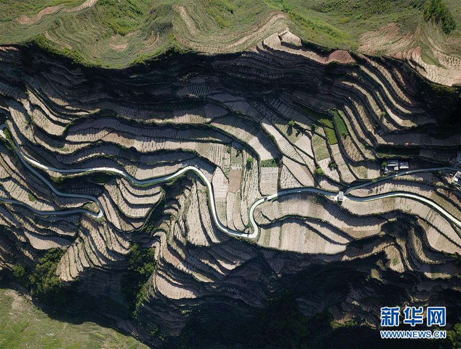 甘肃陇南：套种辣椒提高效益