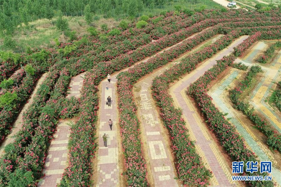 河北柏乡：“月季迷宫”引游人