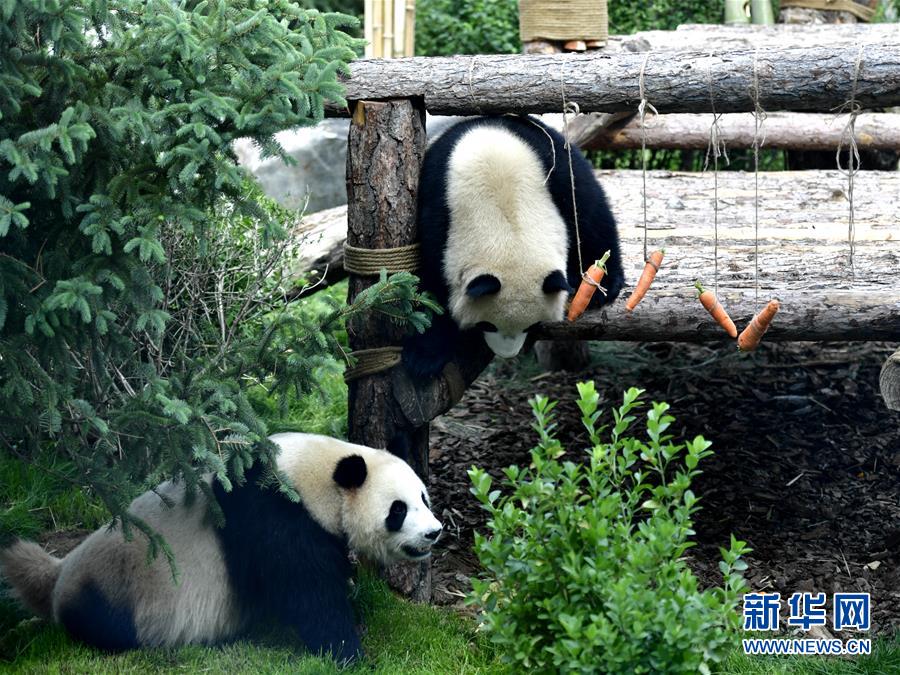 高原西宁首家熊猫馆对外开放