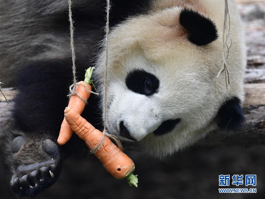 高原西宁首家熊猫馆对外开放