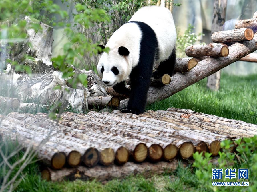 高原西宁首家熊猫馆对外开放