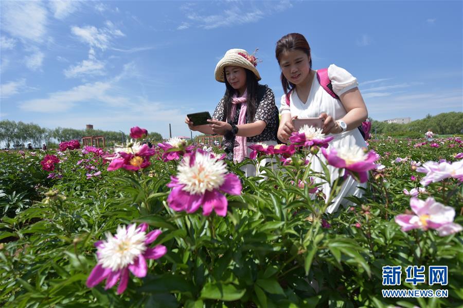 黑龙江牡丹江：芍药芬芳引游人