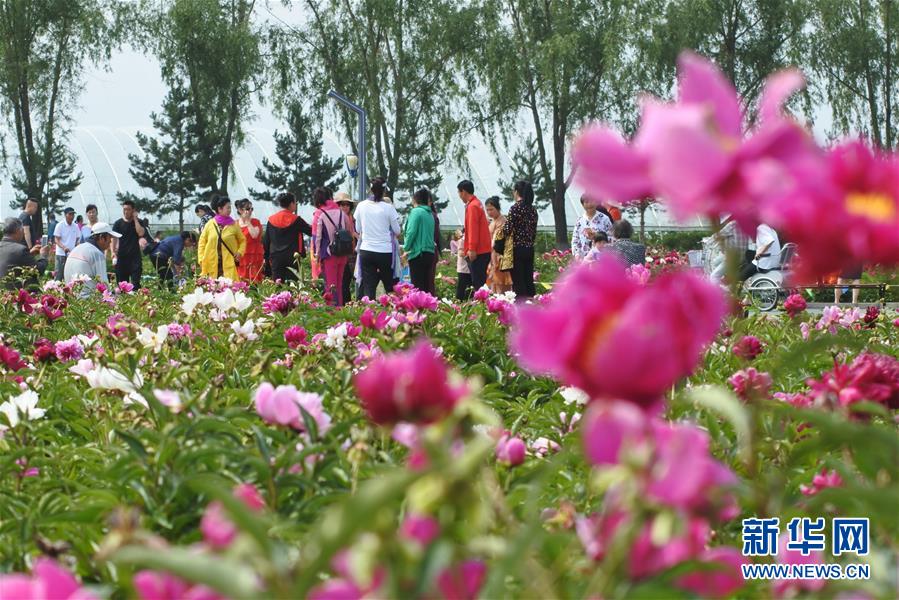 黑龙江牡丹江：芍药芬芳引游人