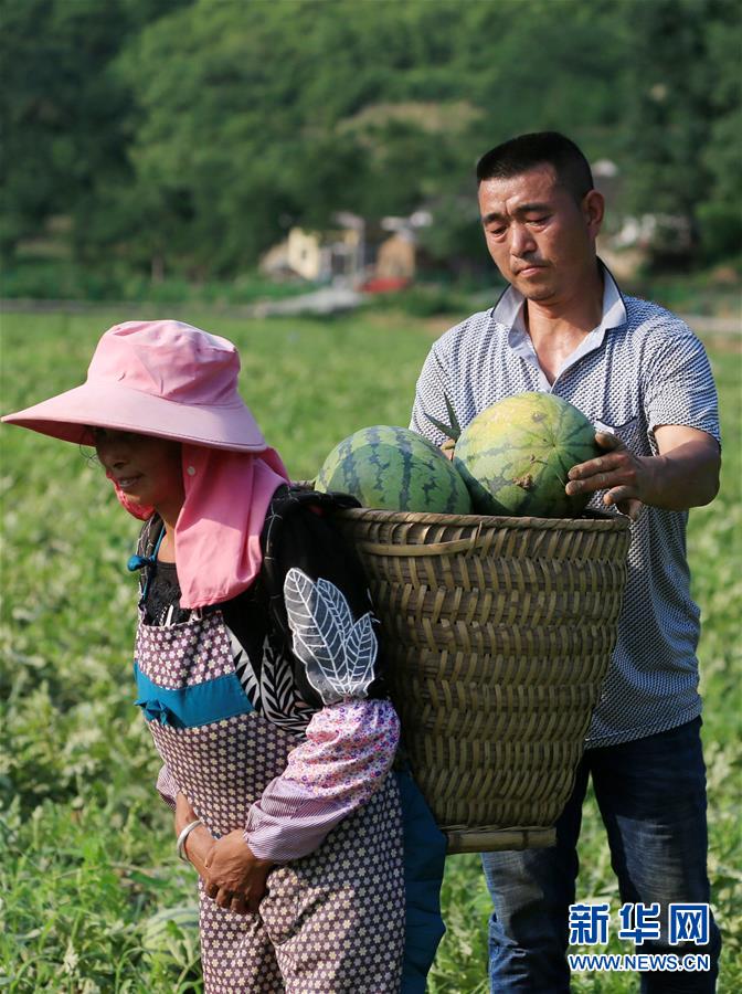 贵州毕节：沙滩西瓜“抢鲜”上市