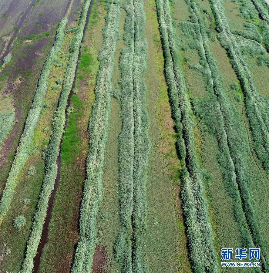 天津：七里海湿地上的画卷
