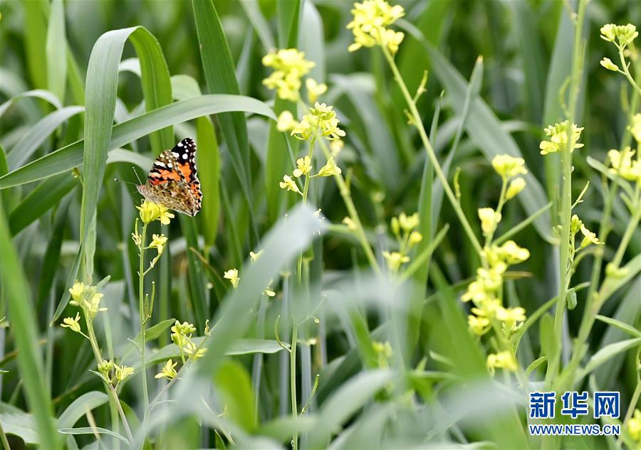 日喀则：“后藏粮仓”风光旖旎