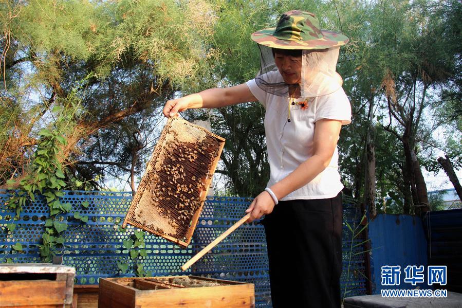 山东滨州：仲夏时节采蜜忙