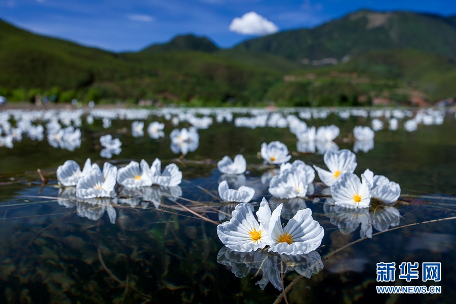 白玉缀蓝池 泸沽湖海菜花盛放