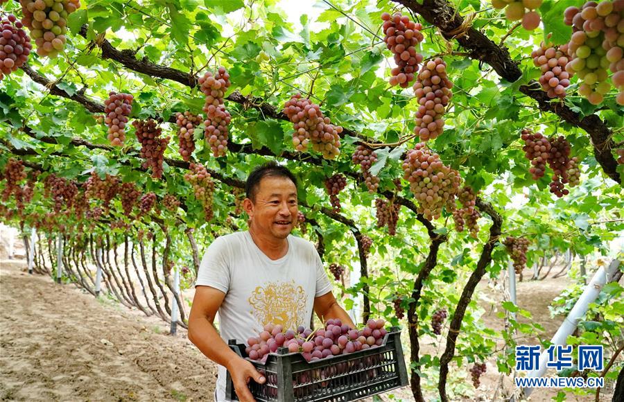 河北怀来：葡萄飘香惠农家
