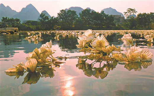 河池都安:海菜花成为一道靓丽的风景