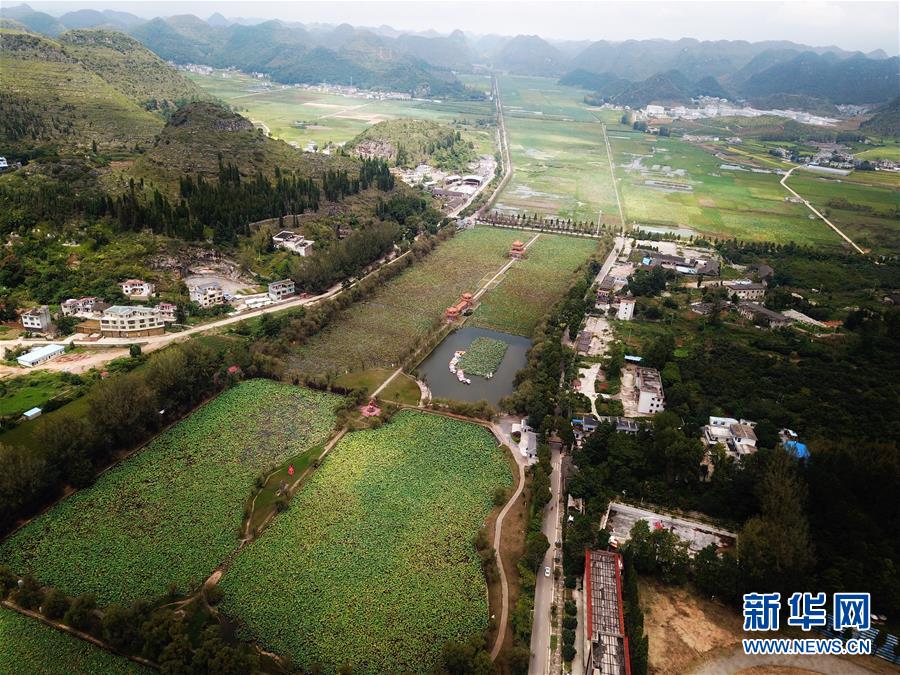 贵州黔西南：招堤十里荷塘景色美