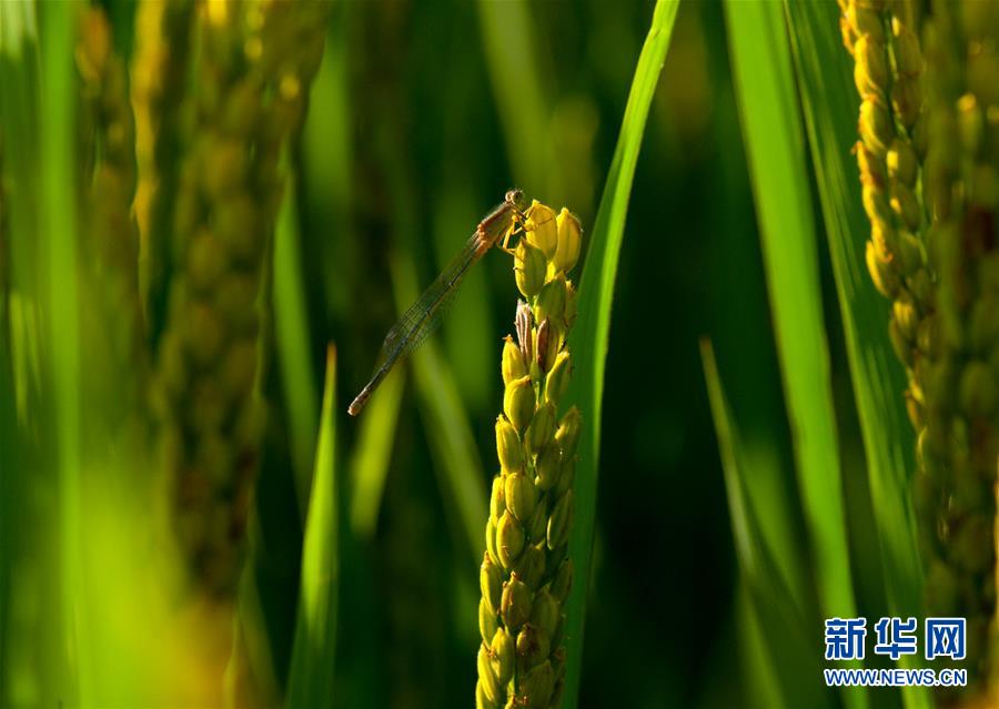 上海：农田里的秋虫私语