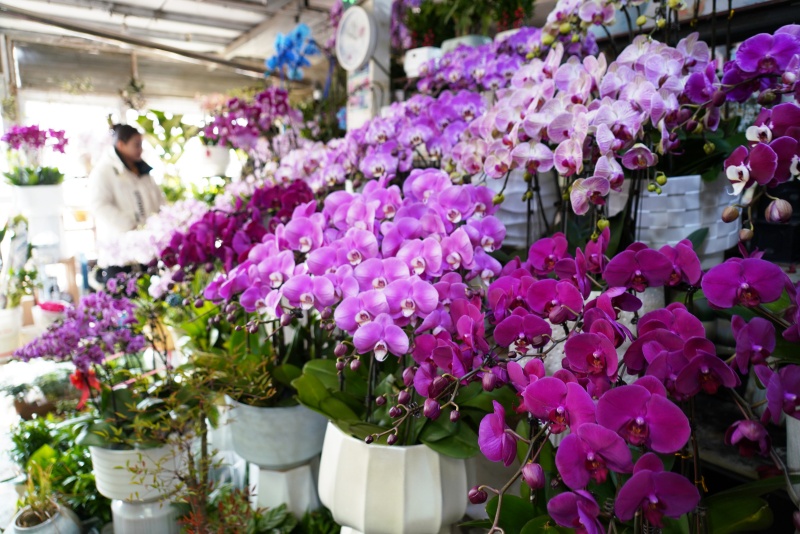 山东沂南:鲜花俏销迎新年_fororder_【沂南】2