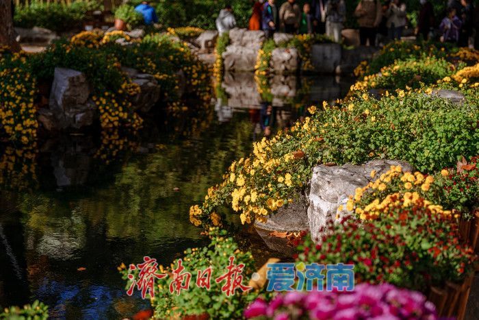 趵突泉金秋菊展盛装绽放,游客市民共赏千菊争艳