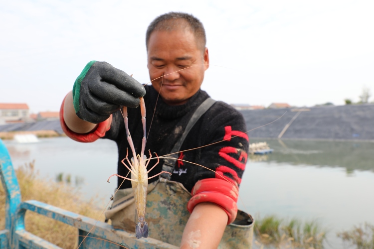 济宁鱼台:“一水双虾”立体混养趟出致富新路子_fororder_工人展示捕捞的罗氏沼虾 赵诗影.JPG