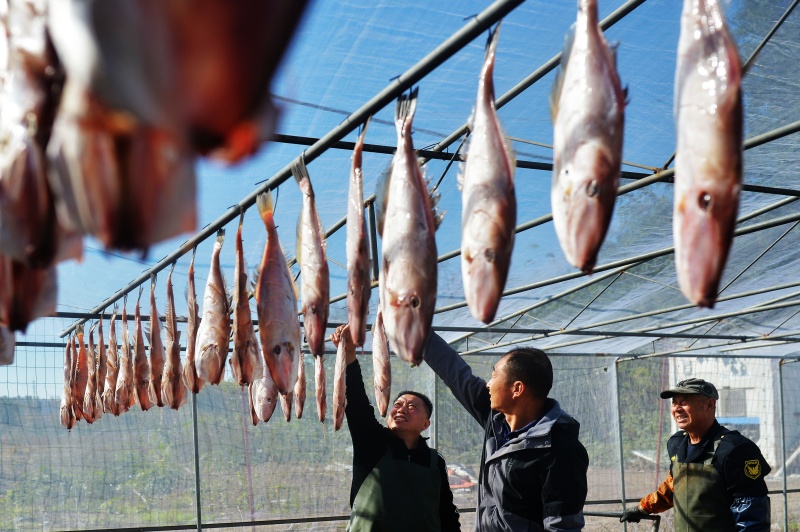 山东青岛:金风送爽晾晒忙