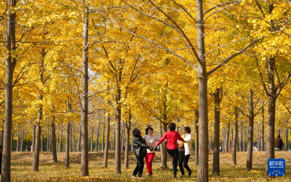 济南:银杏林里秋色浓