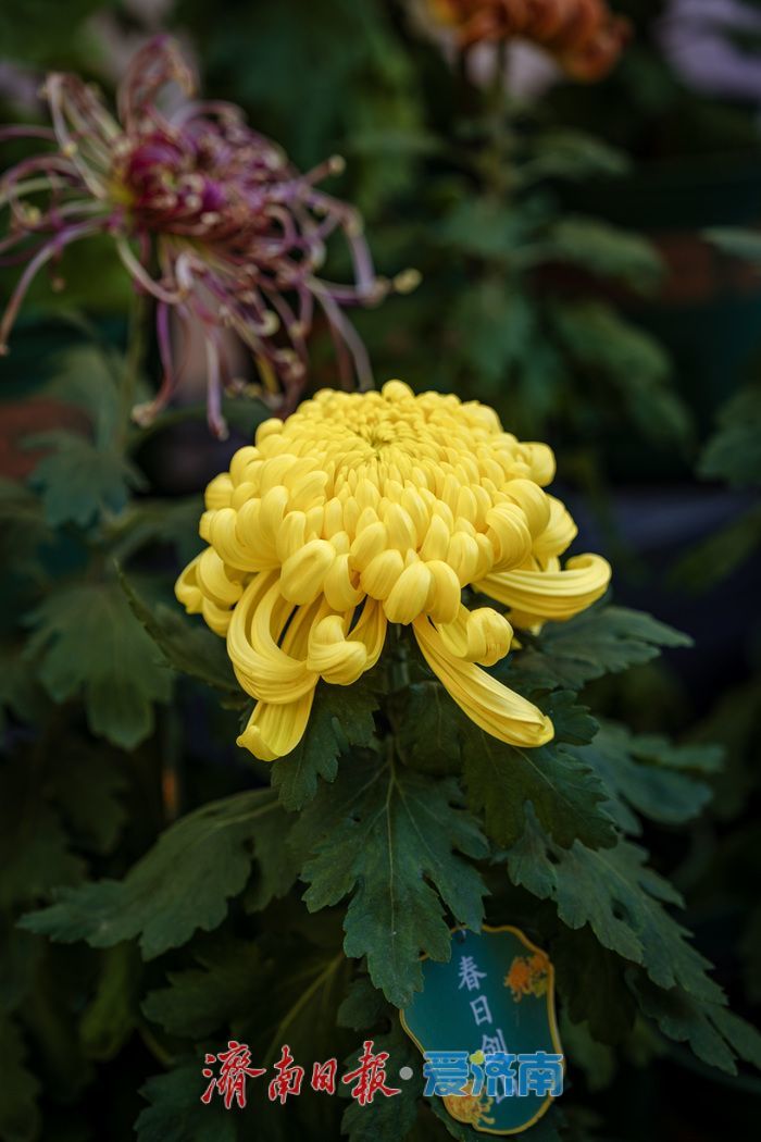 趵突泉金秋菊展盛装绽放,游客市民共赏千菊争艳