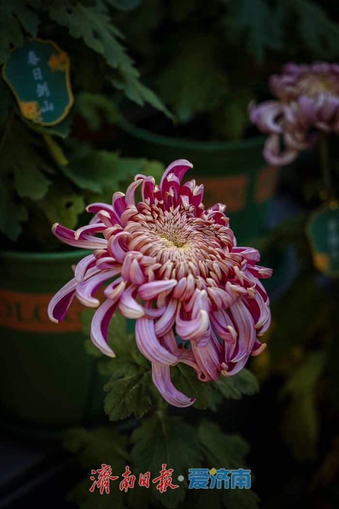 趵突泉金秋菊展盛装绽放,游客市民共赏千菊争艳