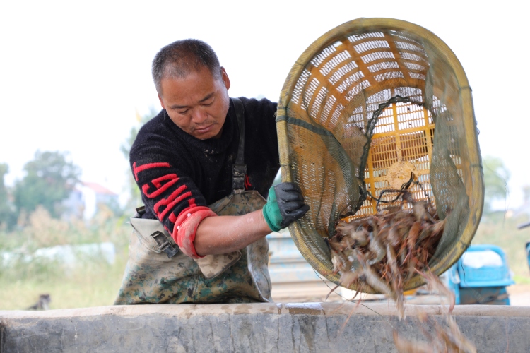 济宁鱼台:“一水双虾”立体混养趟出致富新路子_fororder_工人将捕捞上来的罗氏沼虾分拣、装箱 赵诗影.JPG