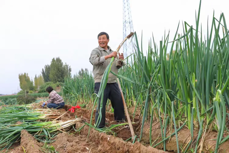 一棵葱“长”出35亿全产业链_fororder_wps_doc_6