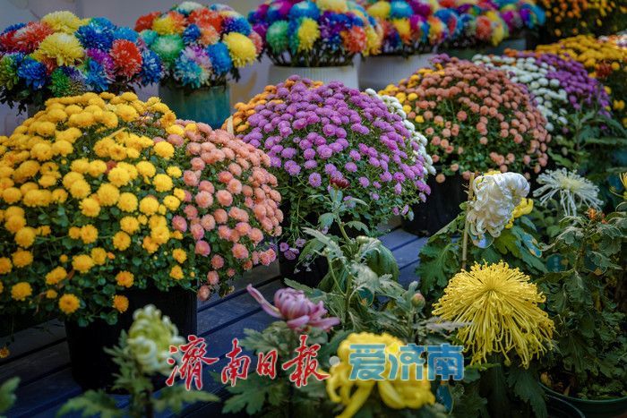 趵突泉金秋菊展盛装绽放,游客市民共赏千菊争艳